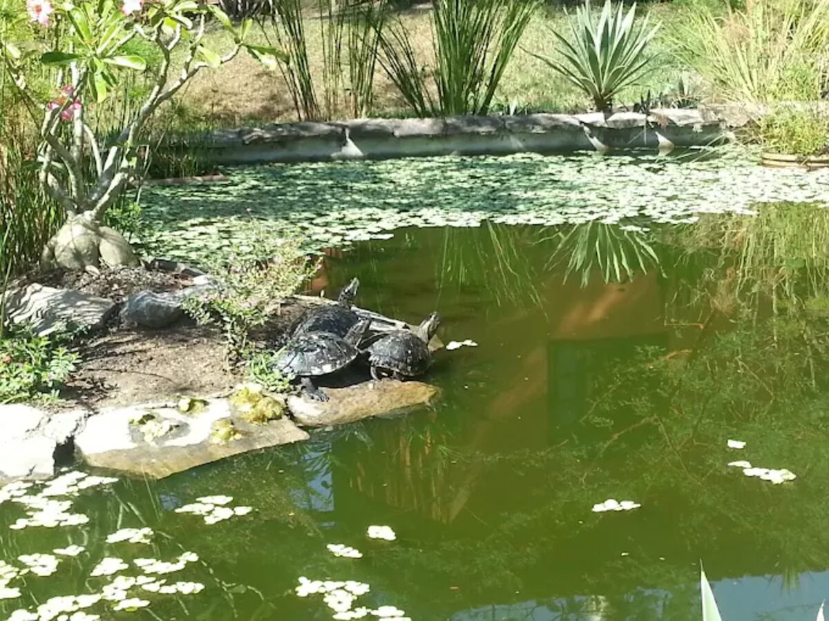 Tartarugas no lago do jardim do Recanto dos Amigos